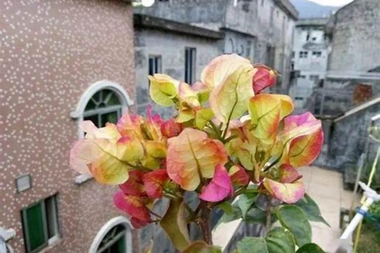 三角梅用什么肥料开花