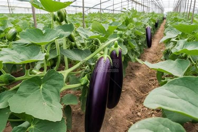 蟹爪兰用叶面肥喷施能行吗 裸根蟹爪兰怎么栽种