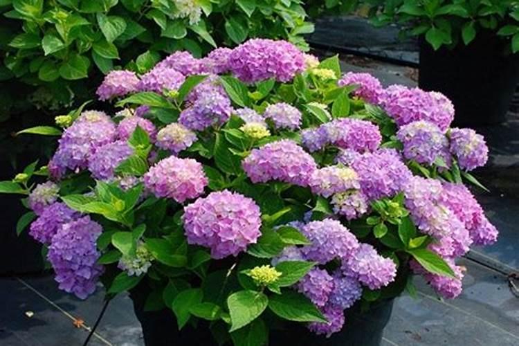 刚换盆的绣球小苗可以施水溶肥吗