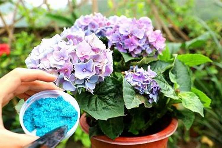 深秋怎么养好绣球花？