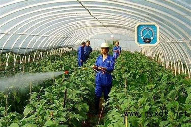 绣球花叶尖干枯变脆怎么办？