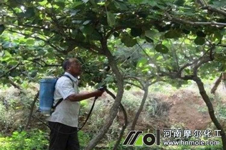 海藻精钾对果皮果味影响是什么