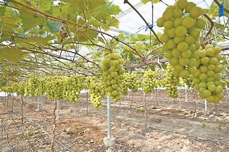 葡萄养根什么水溶肥好？答案在下文