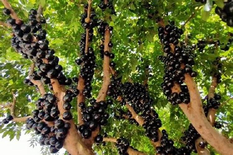 哪些果树用奥绿缓释肥效果好