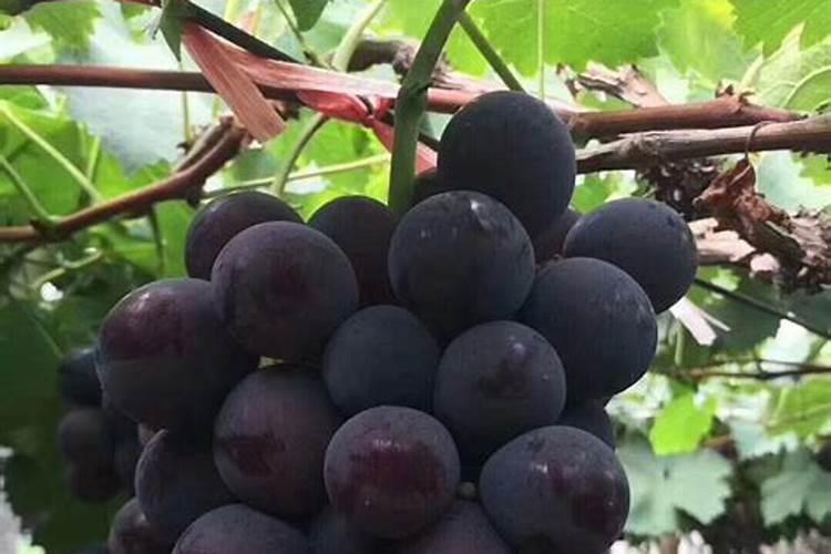 海宁有机肥厂最牛三个牌子