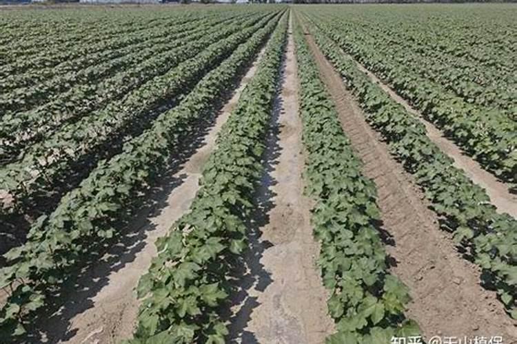 单一元素水溶肥料糖醇钙