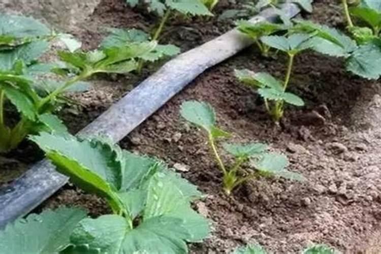 盆栽草莓怎么施肥和浇水 具体方法是什么