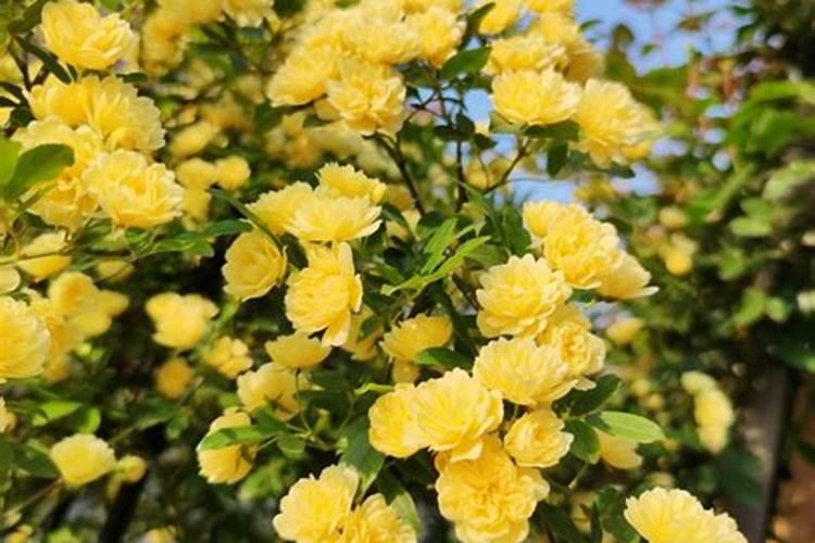 黄木香花的养殖方法