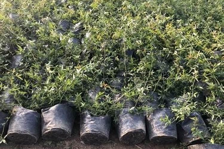 黄木香如何养护