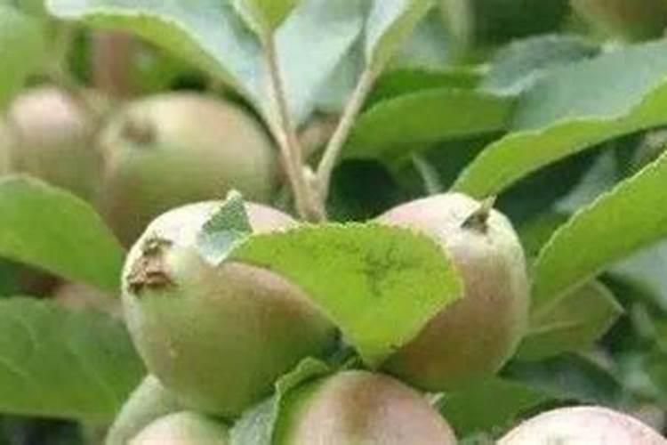 苹果树打药时间与用药方法