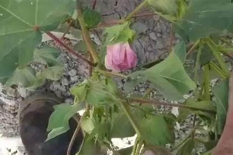 石榴树施什么肥料好