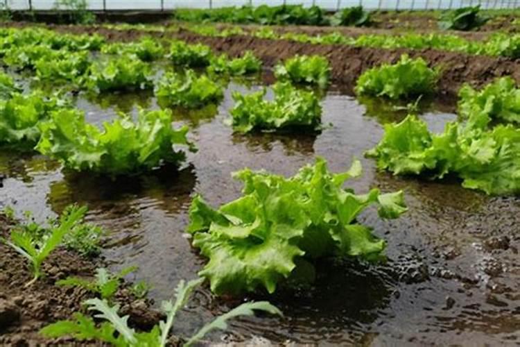 种生菜需要追肥吗？如何正确进行追肥？