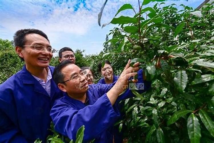 油茶树用什么肥料比较好