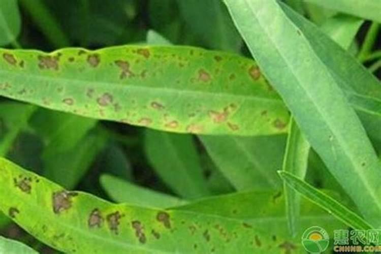 空心菜 需要 硼肥 吗