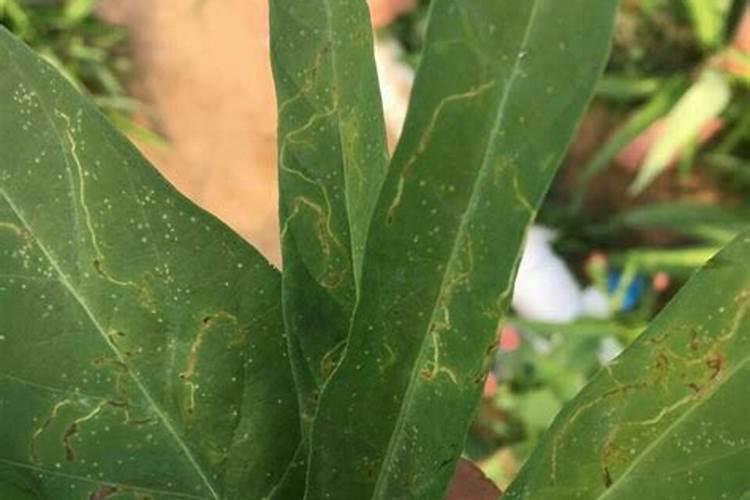 骨粉做果树底肥可以补钙吗？