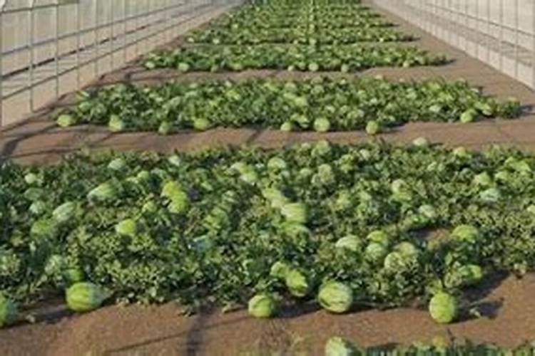 大棚西瓜种植的开花坐果期如何管理？