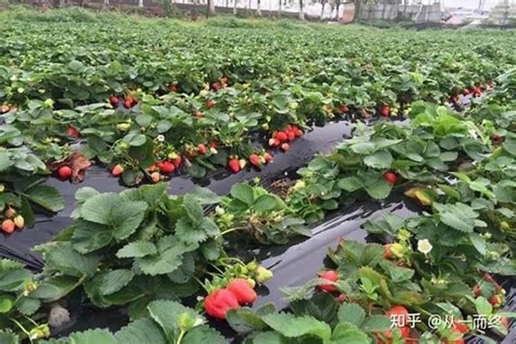 在大葱种植过程中出现烂根现象,具体是什么原因呢？