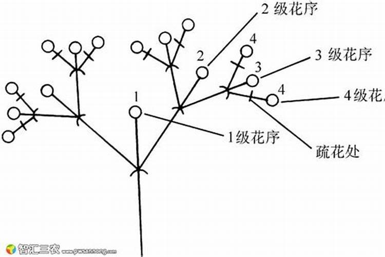 板栗园如何施用硼肥？