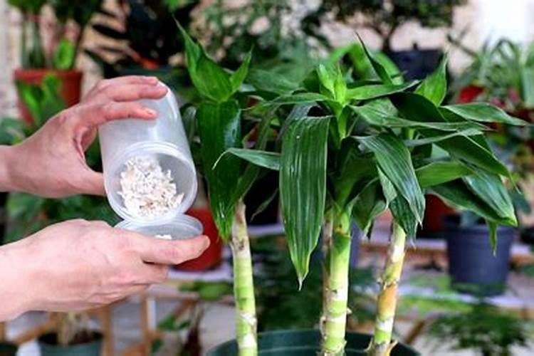 富贵竹应该施什么肥