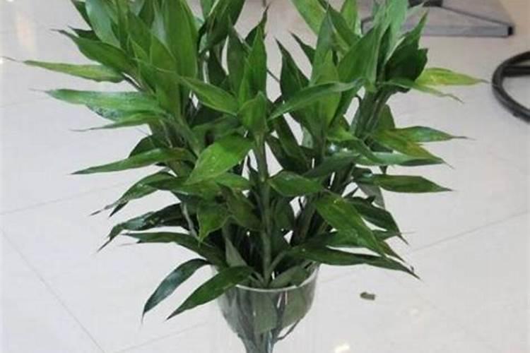 富贵竹施肥用什么肥料,富贵竹施什么肥好？