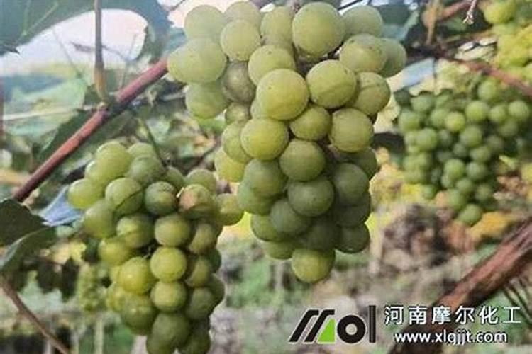 腐植酸生产厂家