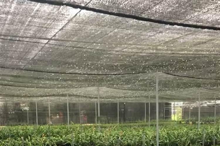 夏季生长期如何养兰花新根新芽冒不停