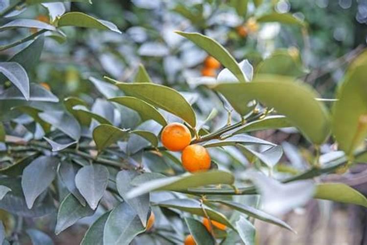 小番茄采摘期能施过量的水吗？