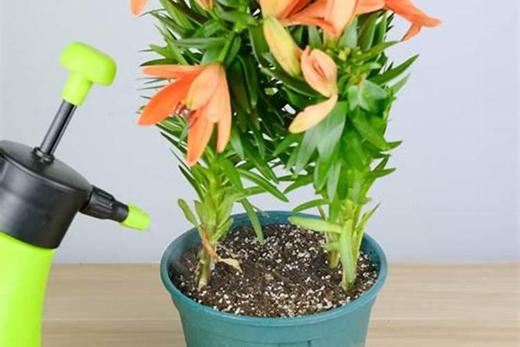 水溶肥排名前十位的有哪些品牌