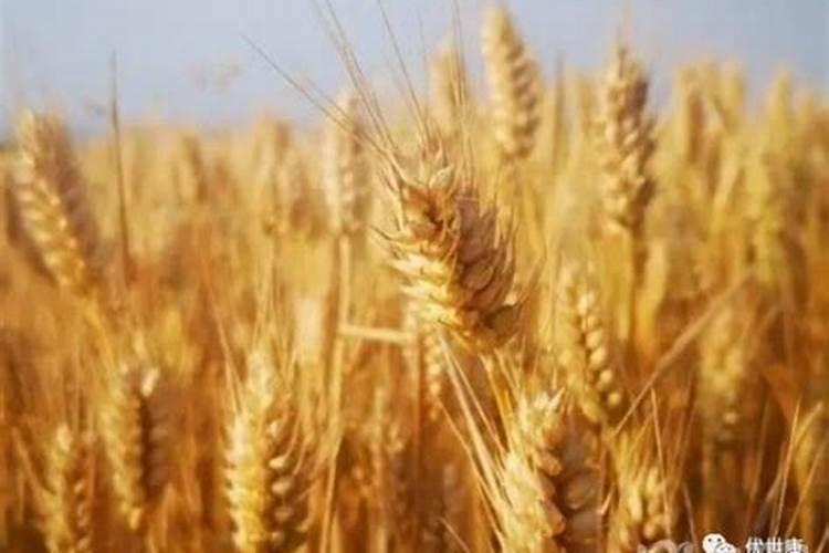 钾肥磷肥氮肥分别有什么作用