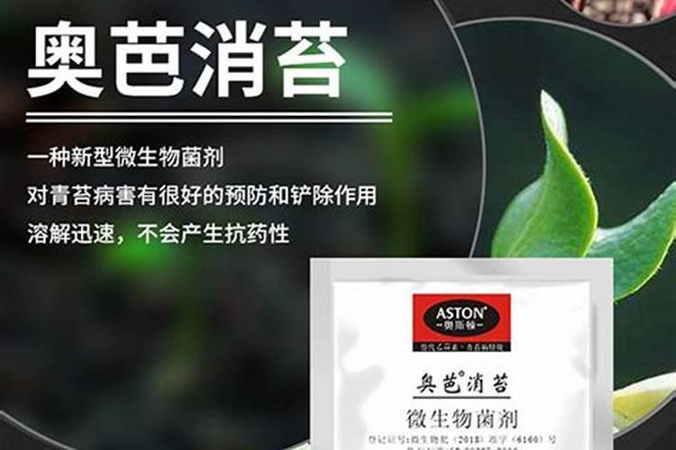 磷肥可以杀青苔吗