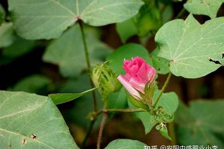 猕猴桃膏药病防治方法