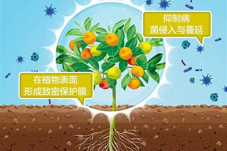 葡萄树剪枝后一直流水怎么办？