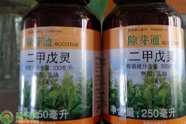 大蒜播种后管理要注意什么大蒜怎么养护