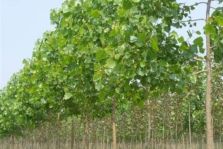 鱼蛋白水溶肥制作方法