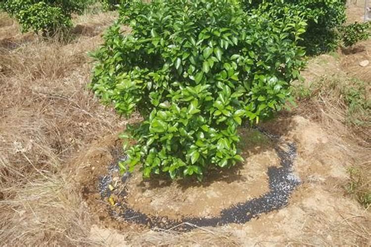 沙糖桔第二次保果用什么药沙糖桔第二次保果用哪种药