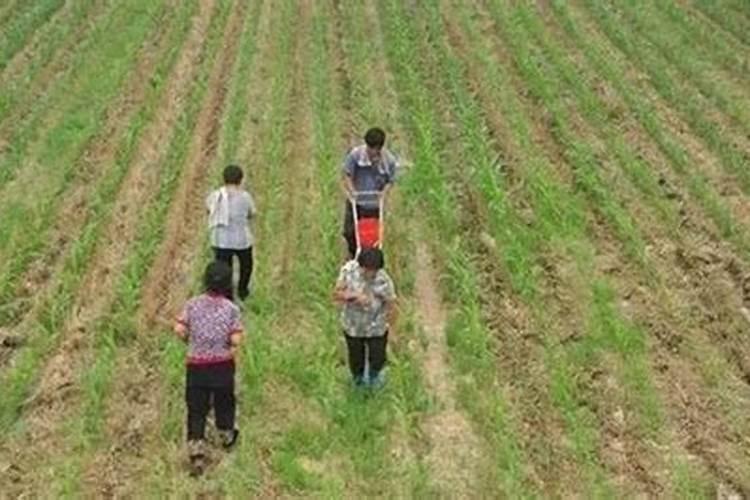 玉米几叶追肥最好