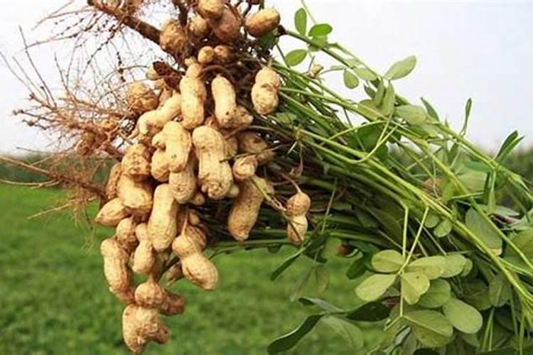 麦茬花生什么时候播种