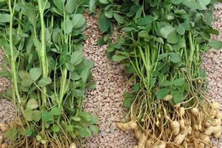 麦茬花生什么时候播种