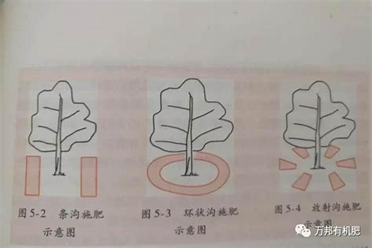 自制蟑螂药的配方