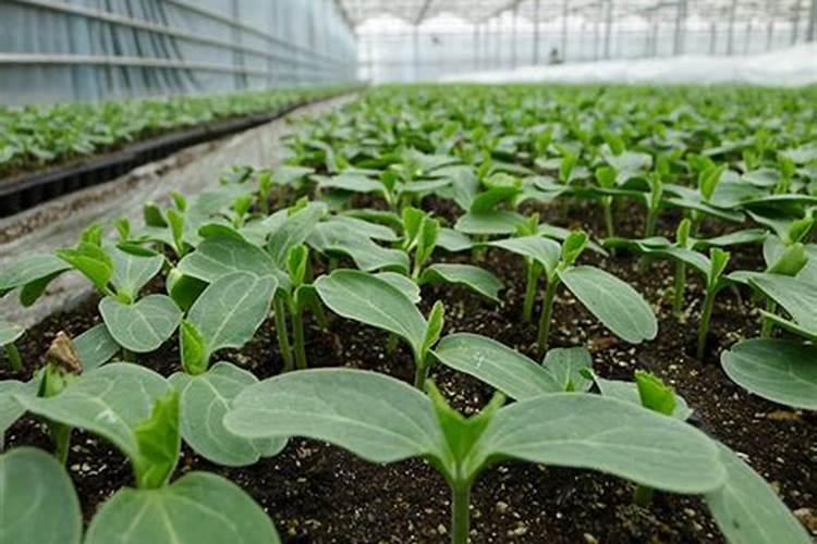 有机肥种植西瓜怎样施肥