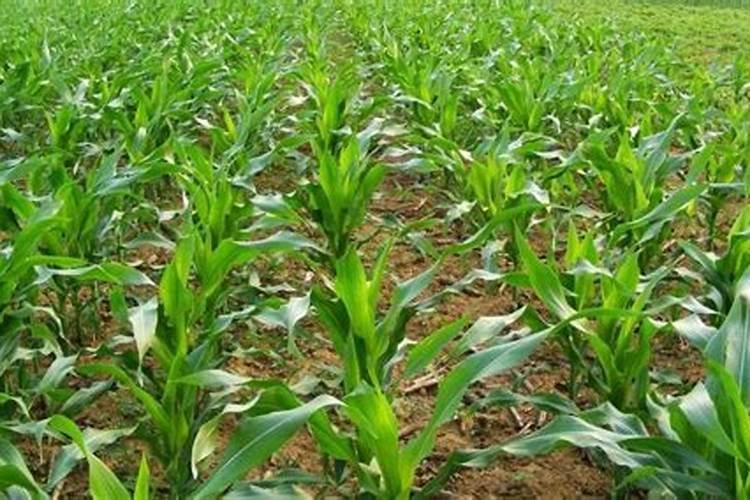 玉米施肥时间和方法