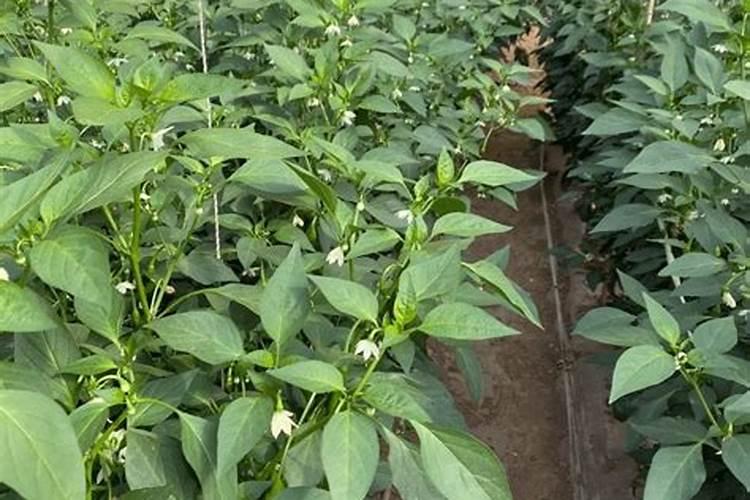 辣椒苗开花结果期,应该选择什么肥料最适宜？