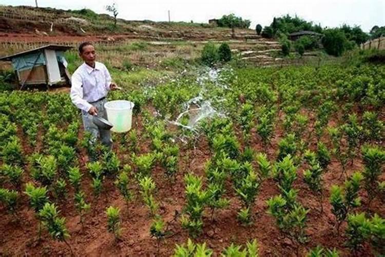 谷子的种植方法