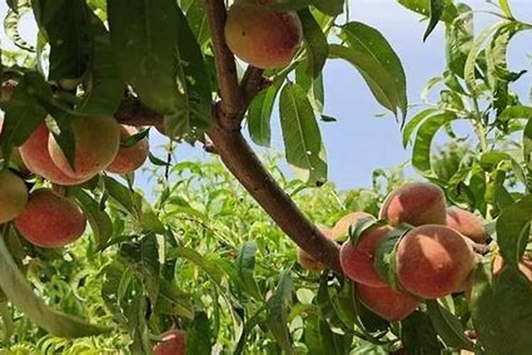 桃树什么时候用水溶肥最好