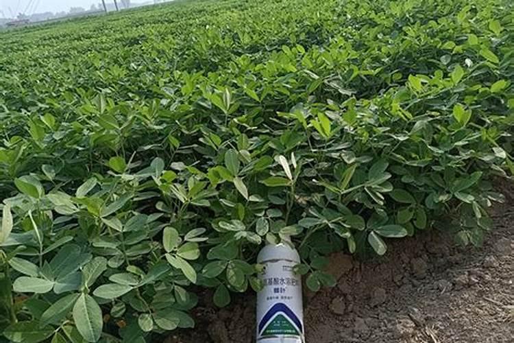 花生喷施硼肥最佳时间 使用注意事项有哪些