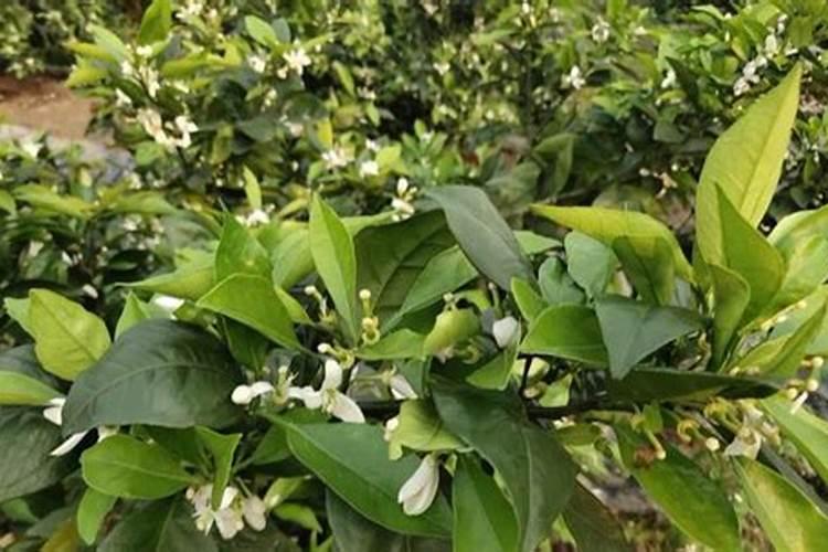 果树什么时候施肥 果树什么时候施肥最好