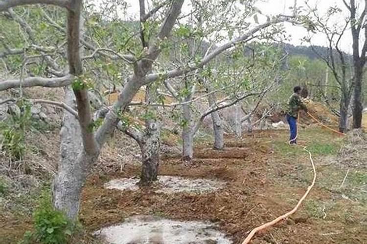 果树开花期可以施肥吗