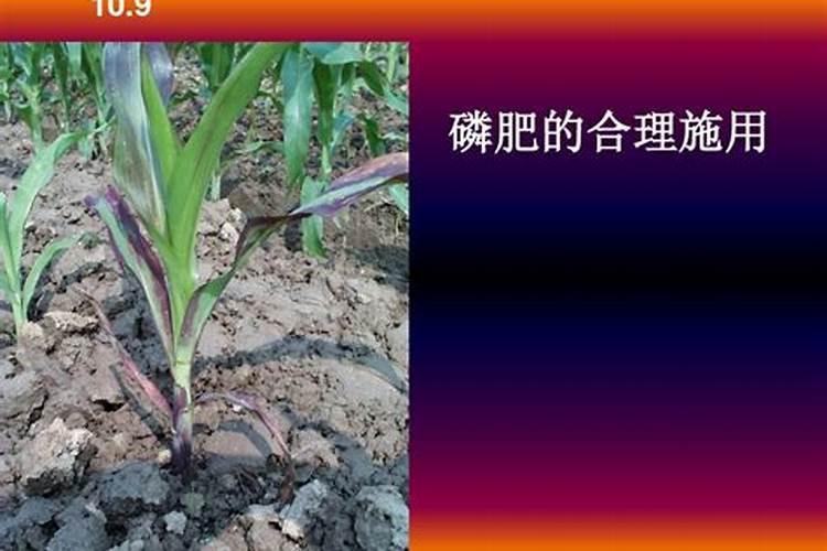 磷肥的作用是什么？如何提高磷肥的利用率？