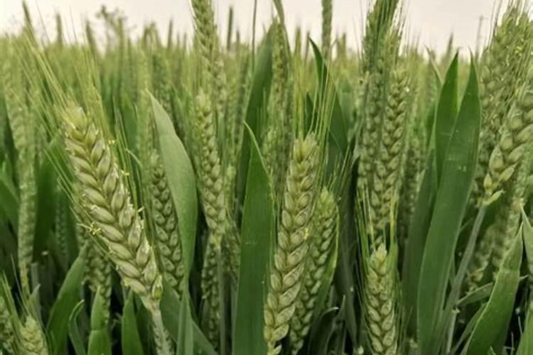 缺少氮磷钾肥分别有什么现象