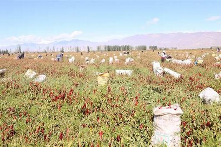 斤水溶肥兑多少水,水溶肥如何使用效果才好